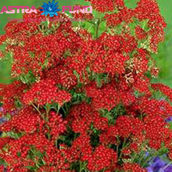 Achillea millefolium 'Masterclass Cherry' foto