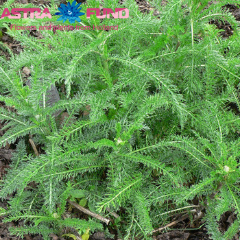 Achillea millefolium 'Moneymaker' fotografie