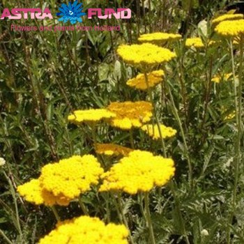 Achillea 'Ovation' fotografie