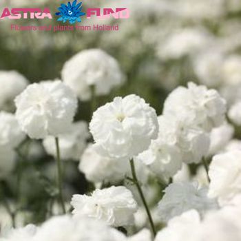 Achillea ptarmica 'The Pearl' fotografija