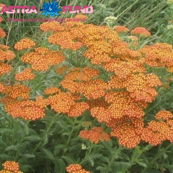 Achillea 'Walter Funken' fotografija