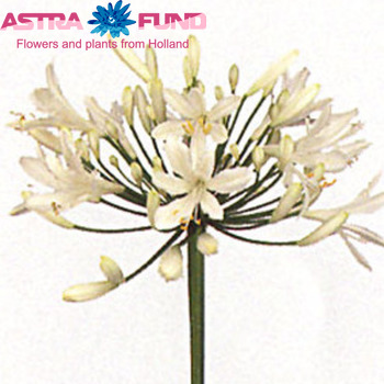 Agapanthus 'Bianca Perla' photo
