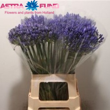 Agapanthus overig foto