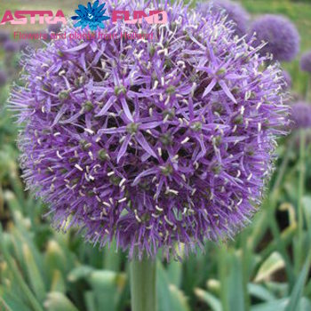 Allium aflatunense photo