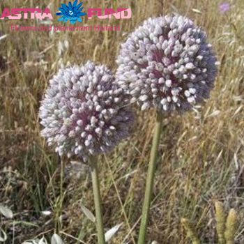 Allium ampeloprasum photo