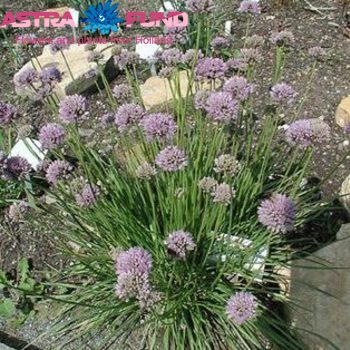 Allium angulosum photo