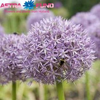 Allium 'Beau Regard' photo