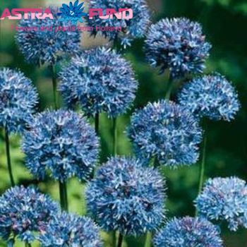 Allium caeruleum photo