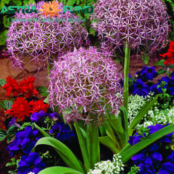 Allium christophii photo