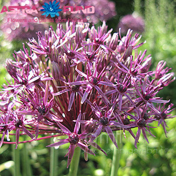 Allium 'Firmament' foto