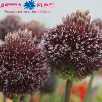Allium 'Forelock' foto