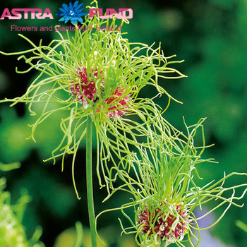 Allium 'Hair' zdjęcie