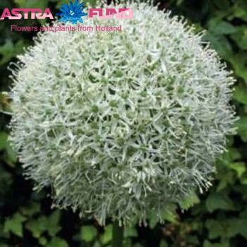 Allium hirtifolium zdjęcie