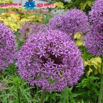 Allium jesdianum 'Early Emperor' zdjęcie