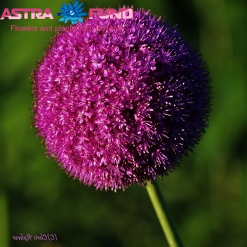 Allium 'Lucy Ball' zdjęcie