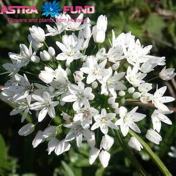 Allium neopolitanum zdjęcie