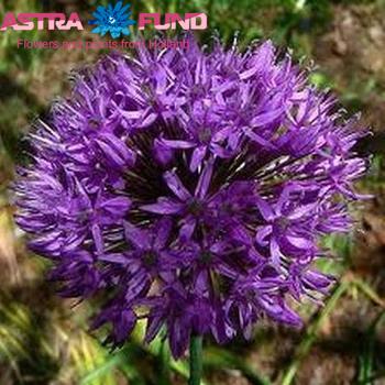 Allium overig grootbloemig zdjęcie