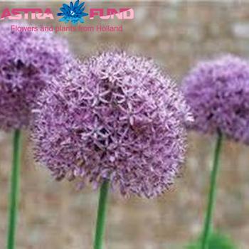 Allium overig kleinbloemig zdjęcie