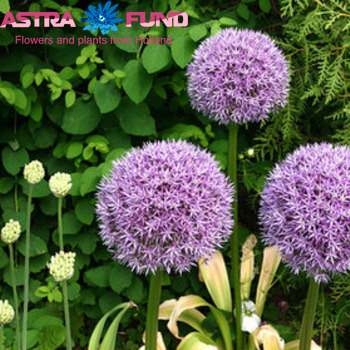 Allium 'Round 'n Purple' zdjęcie