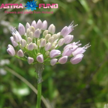 Allium senescens 'Brensi' zdjęcie