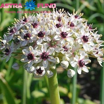 Allium 'Silverspring' zdjęcie