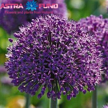 Allium 'Stratos' zdjęcie