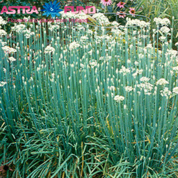 Allium tuberosum fotó