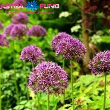 Allium 'Violet Beauty' fotó