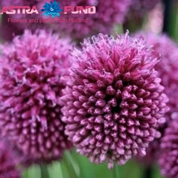 Allium (decoratie) sphaerocephalon zdjęcie