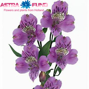 Alstroemeria Allure photo