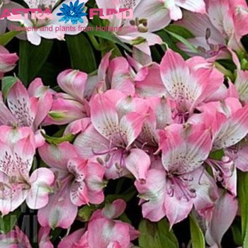 Alstroemeria Alysia photo