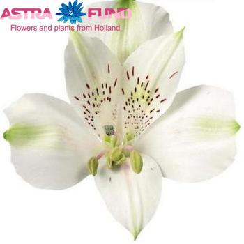 Alstroemeria Dame Blanche fotografija
