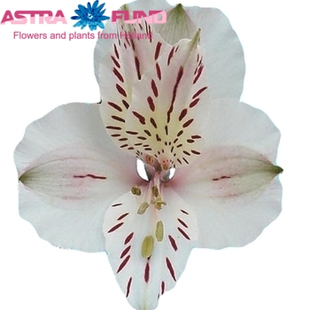 Alstroemeria Diamond fotografie