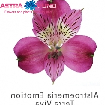 Alstroemeria Emotion fotografie