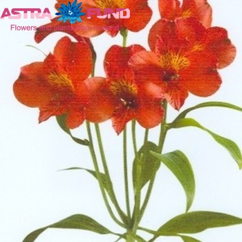 Alstroemeria Etna fotografie