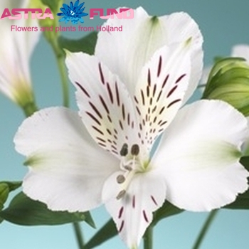 Alstroemeria Everest fotografie