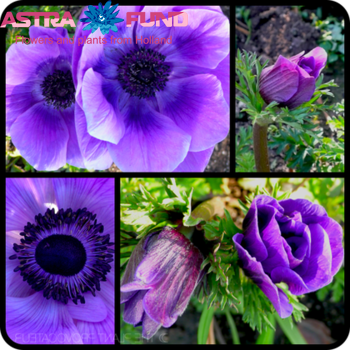 Anemone coronaria Mona Lisa fotografie