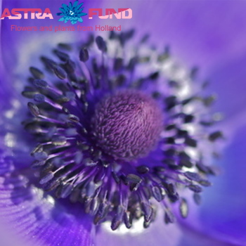Anemone coronaria 'Mona Lisa' gemengd fotografie