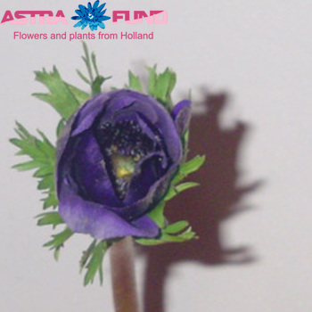 Anemone overig blauw fotografija