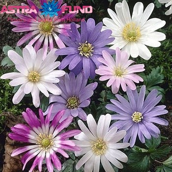 Anemone overig gemengd fotografija