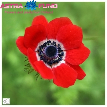 Anemone overig rood fotografie