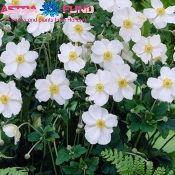 Anemone overig wit fotografie
