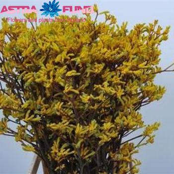 Anigozanthos overig foto