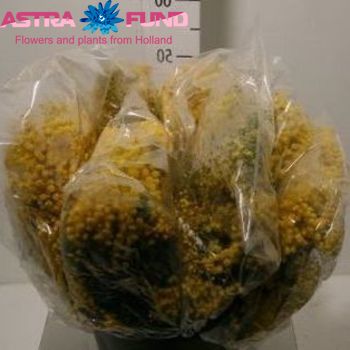Acacia baileyana bloeiend per bos 'Purpurea'Dealbata Grp photo