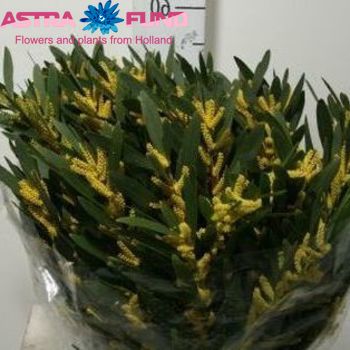 Acacia howittii bloeiend per bos 'Clair de Lune' photo