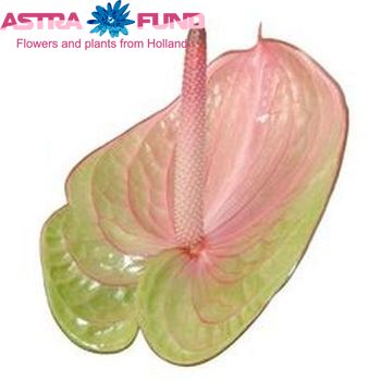 Anthurium Andreanum Grp 'Dani?lle' Foto
