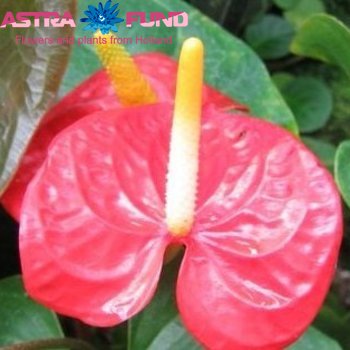 Anthurium Andreanum Grp Tossia (classic) φωτογραφία