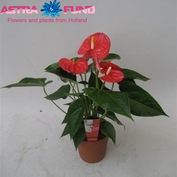 Anthurium Andreanum Grp overig fotografija