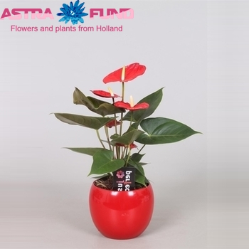 Anthurium Andreanum Grp overig rood fotografija