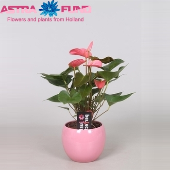 Anthurium Andreanum Grp overig roze fotografija